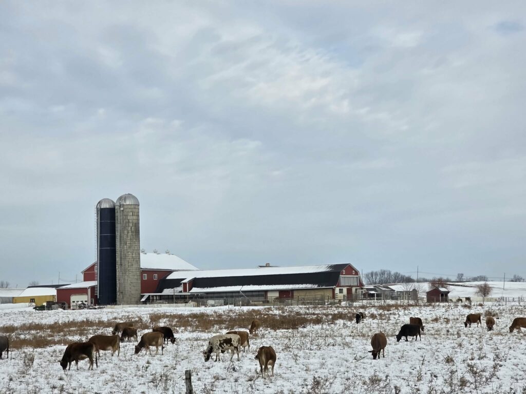 amish farm with cows